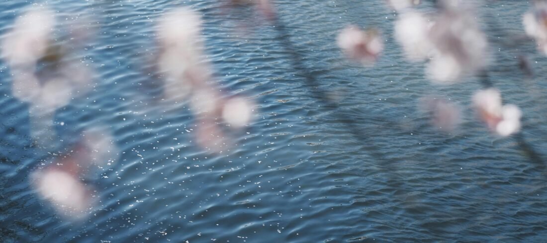 Flores sobre a água — cerimônia de cinzas ao mar